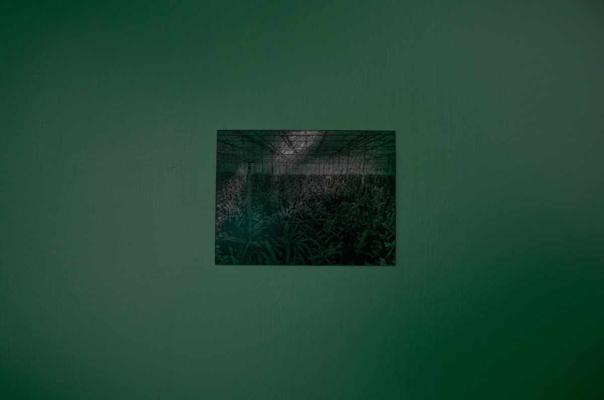 時、花— Ananda Serné駐村成果展 圖片 18
