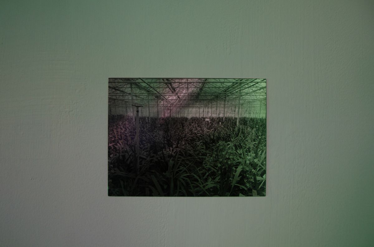 時、花— Ananda Serné駐村成果展 圖片 10
