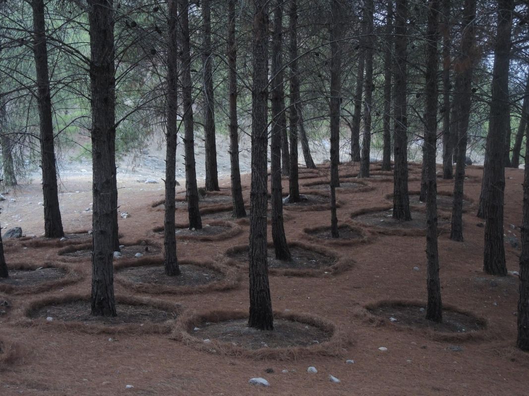 Khosro Adibi 圖片 3