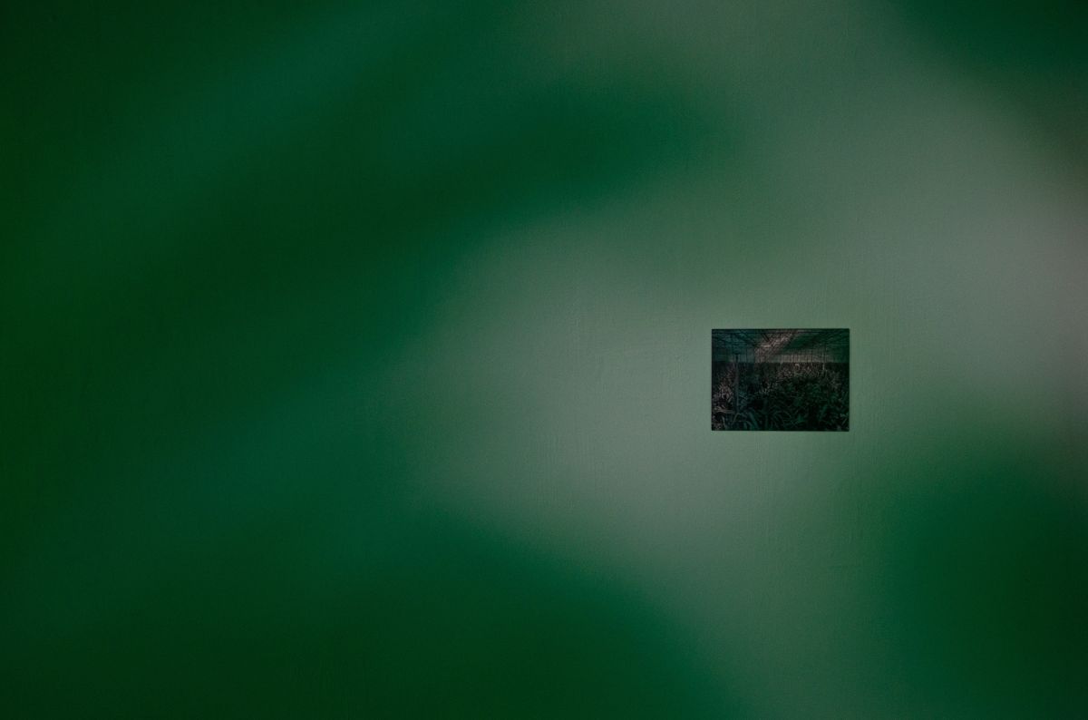 時、花— Ananda Serné駐村成果展 圖片 20